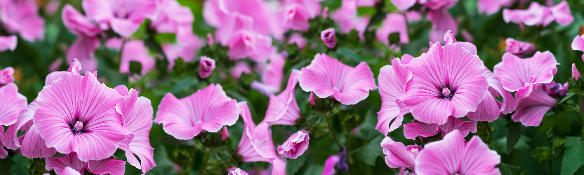 Baummalve - Lavatera arborea