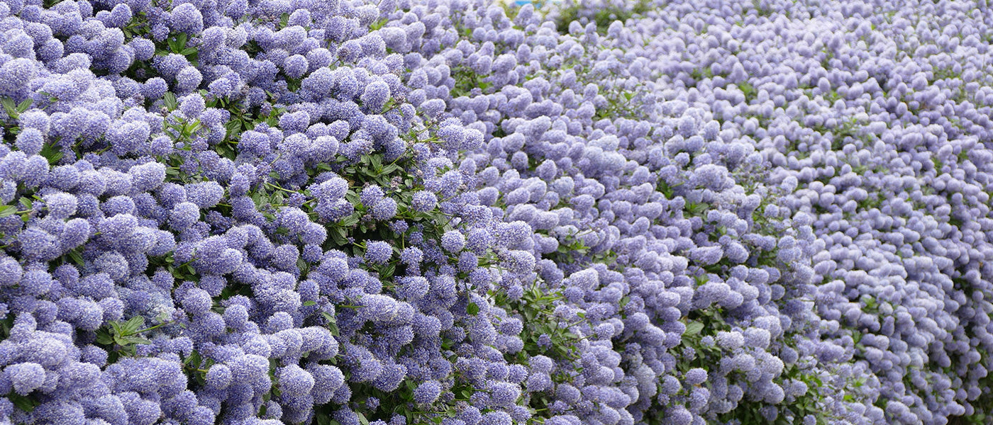 Baumförmiger Flieder - Ceanothus arboreus