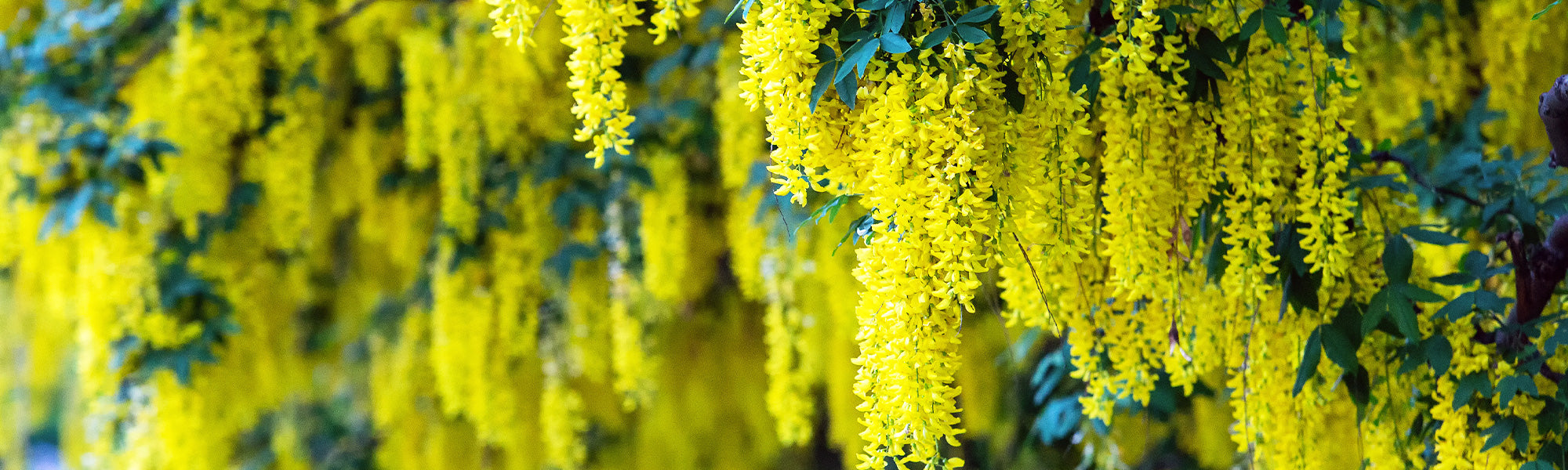 Niederliegender Ginster - Cytisus decumbens