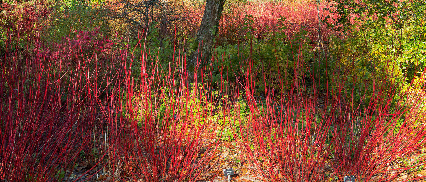 Blutroter Hartriegel - Cornus sanguinea