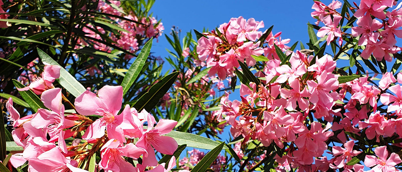 Oleander - Nerium oleander