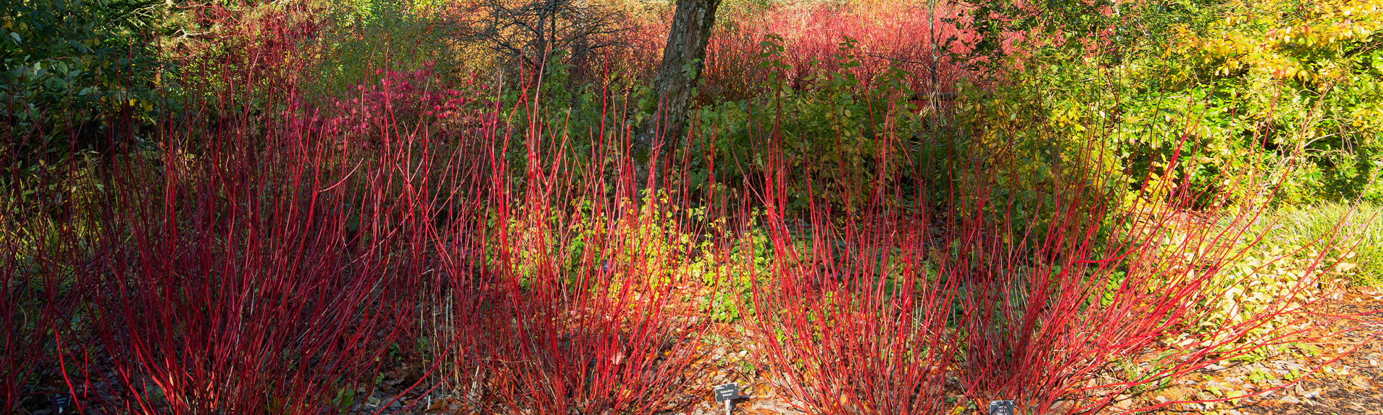 Etagen-Hartriegel - Cornus controversa