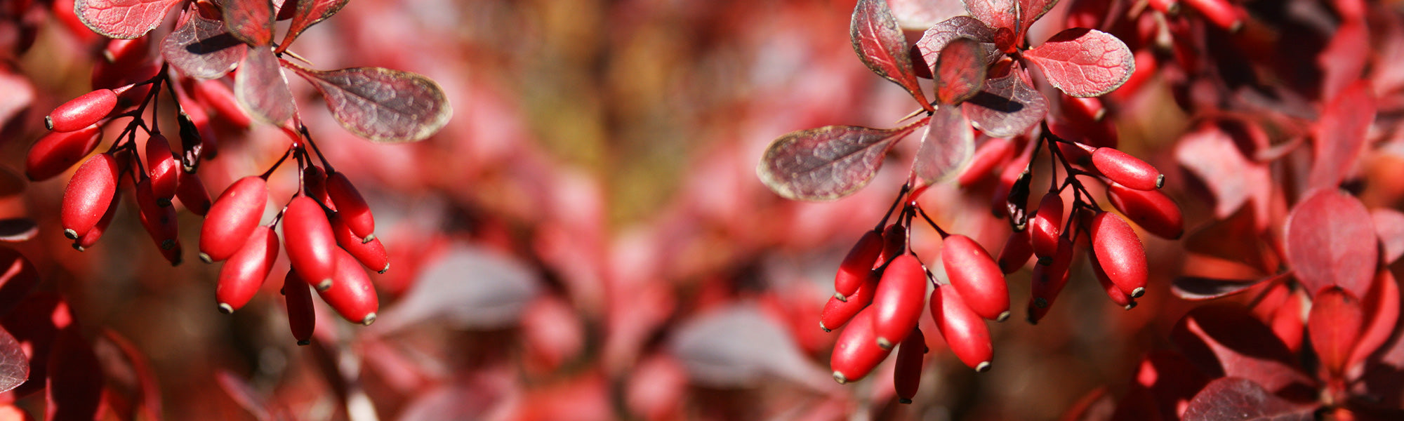 Grannige Berberitze - Berberis aristata