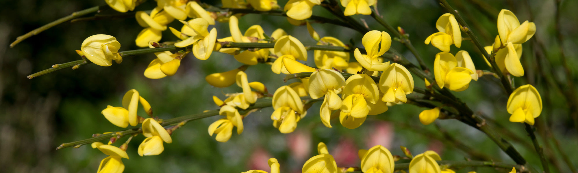Montpellier-Ginster - Genista monspessulana