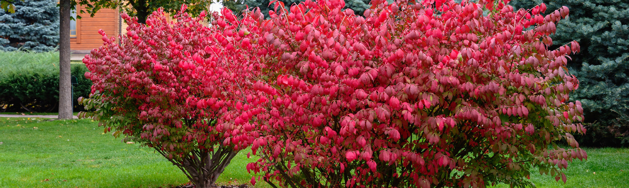 Kletterspindel - Euonymus fortunei