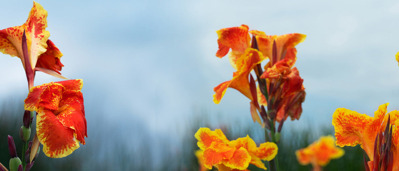Canna-Lilie