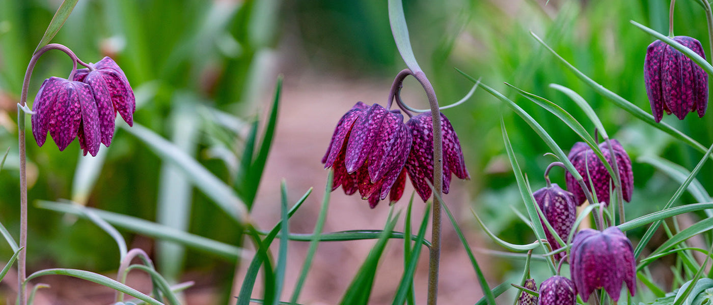 Schachblume - Fritillaria meleagris