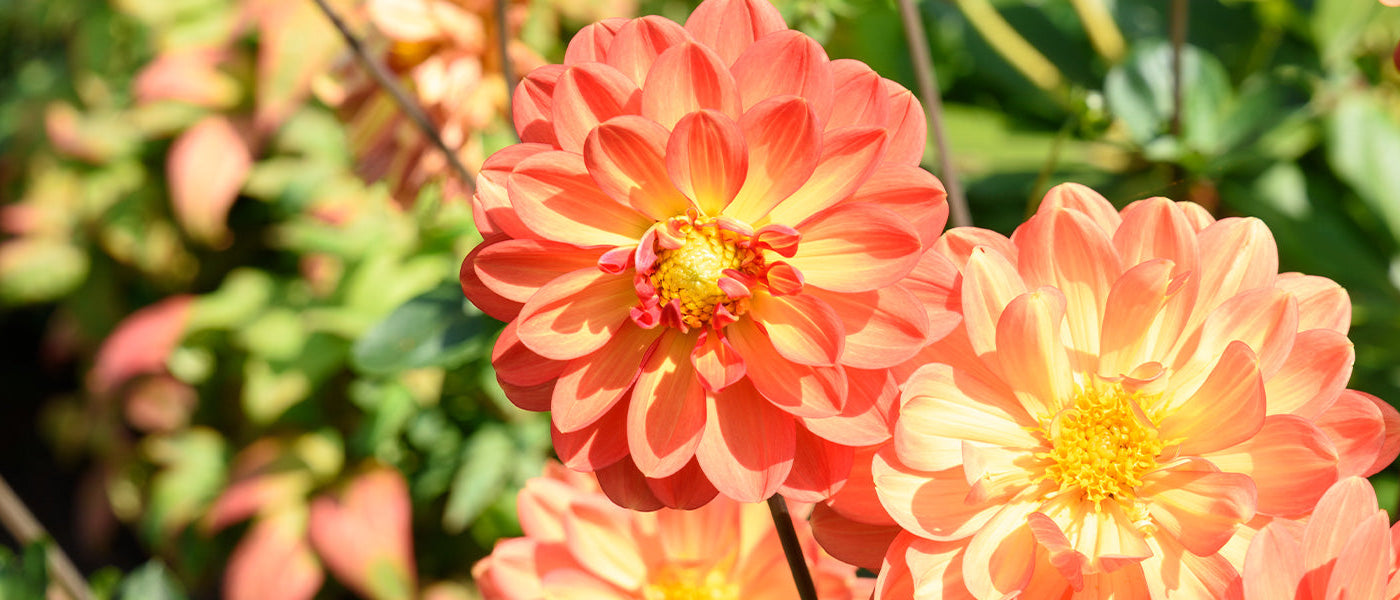 Riesen-Dahlie - Dahlia excelsa