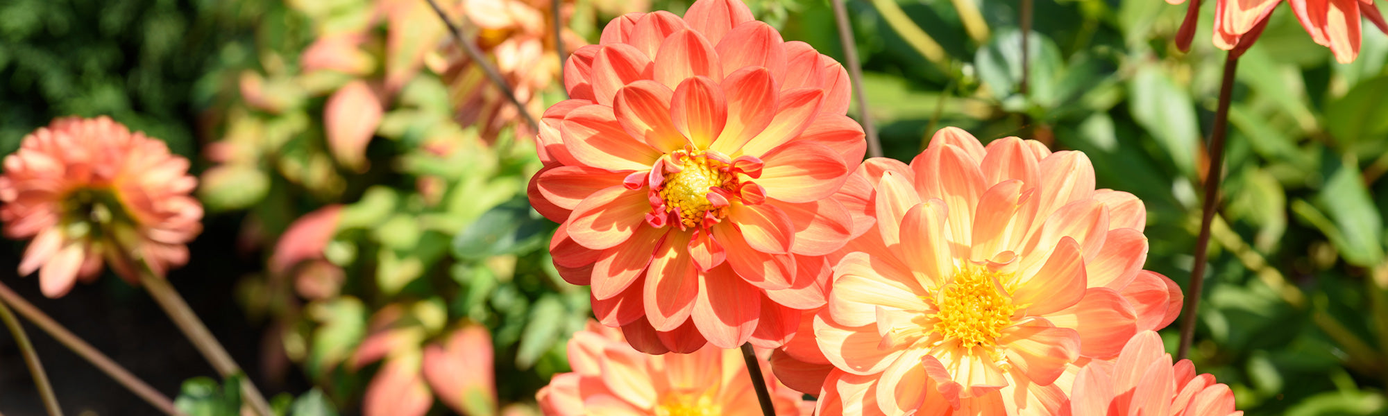 Riesen-Dahlie - Dahlia excelsa