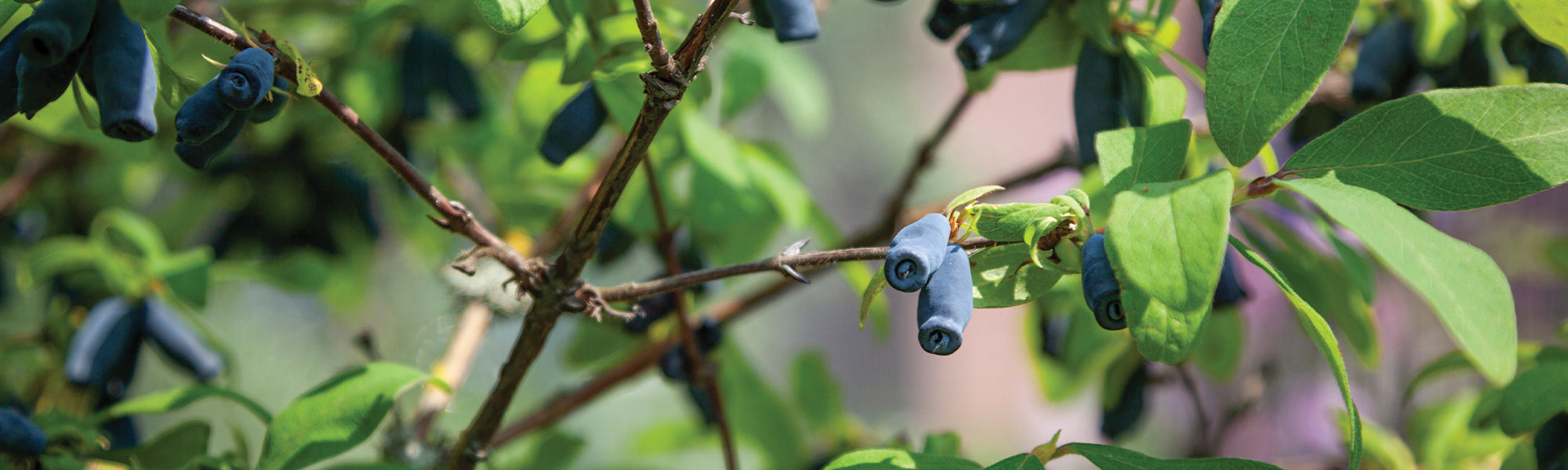 Originelle Obstsorten