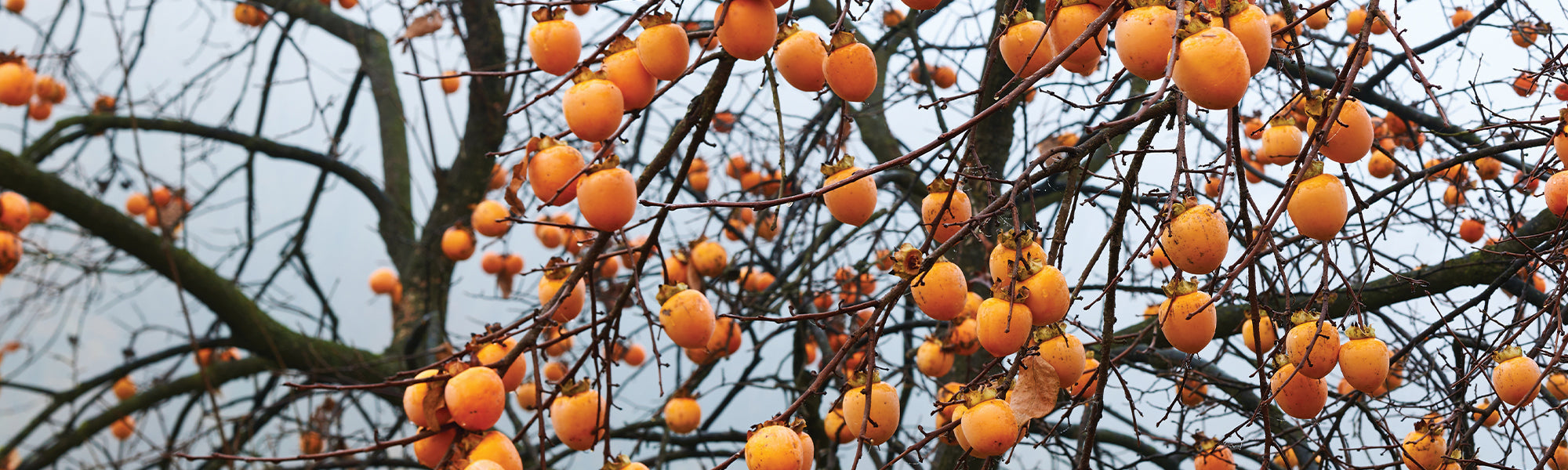 Kaki-Baum