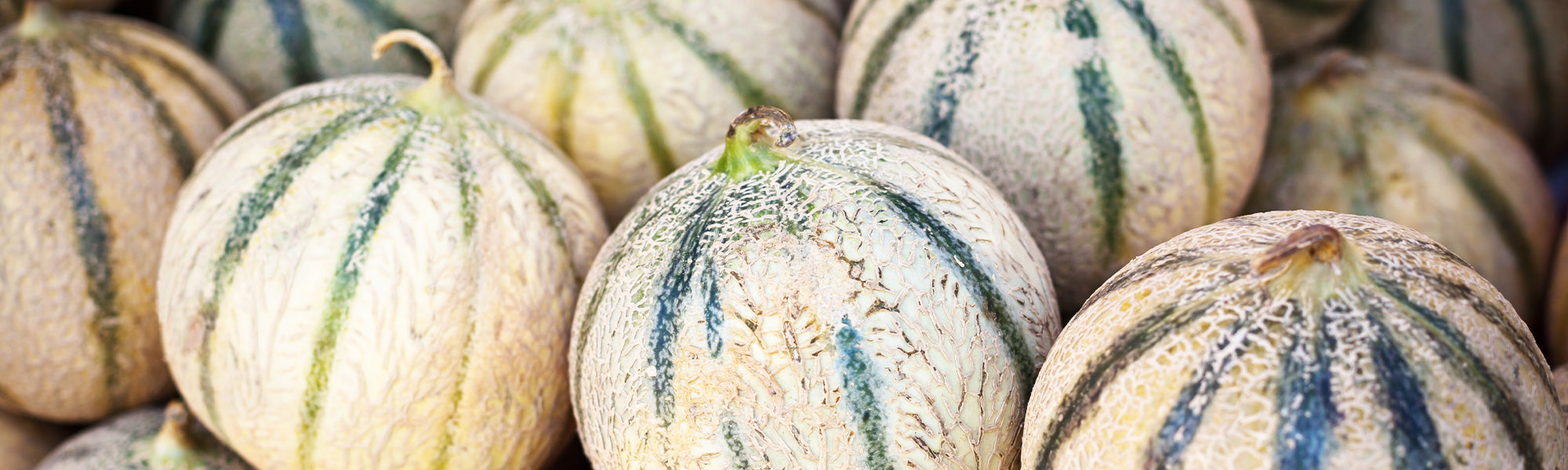 Melonen