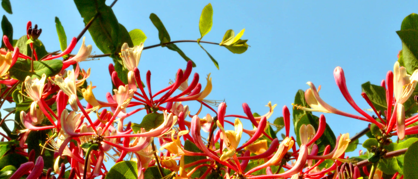 Duft-Geißblatt - Lonicera fragrantissima