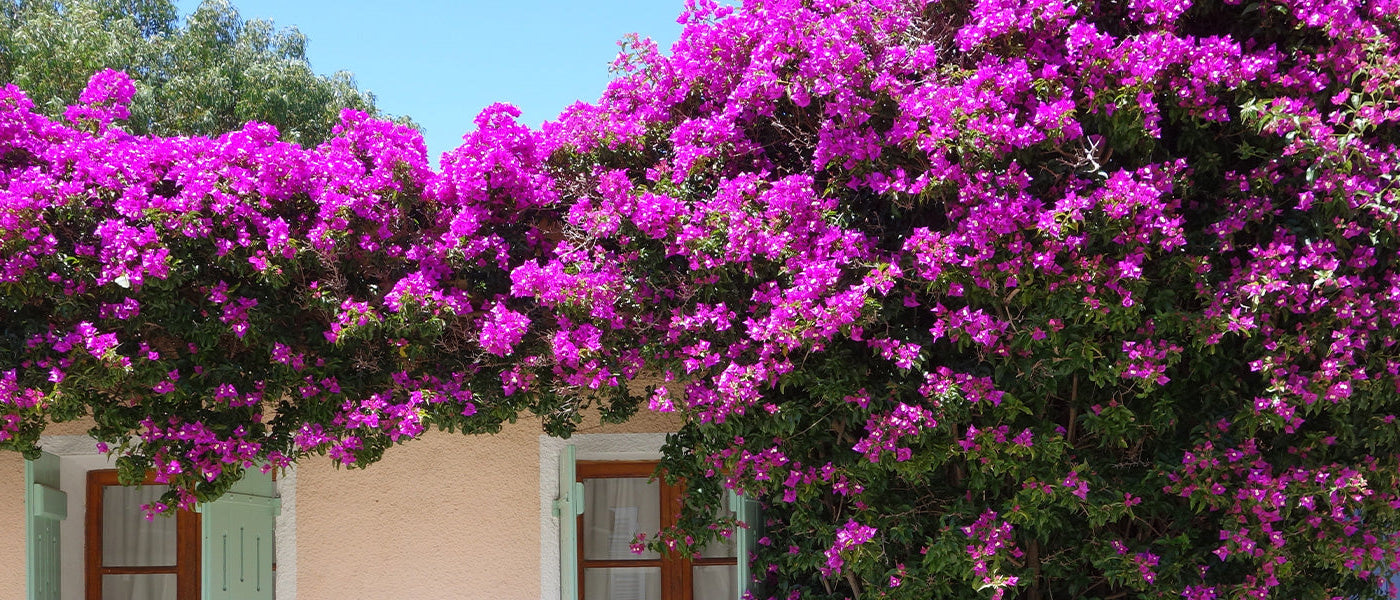 Glatte Bougainvillea - Bougainvillea glabra