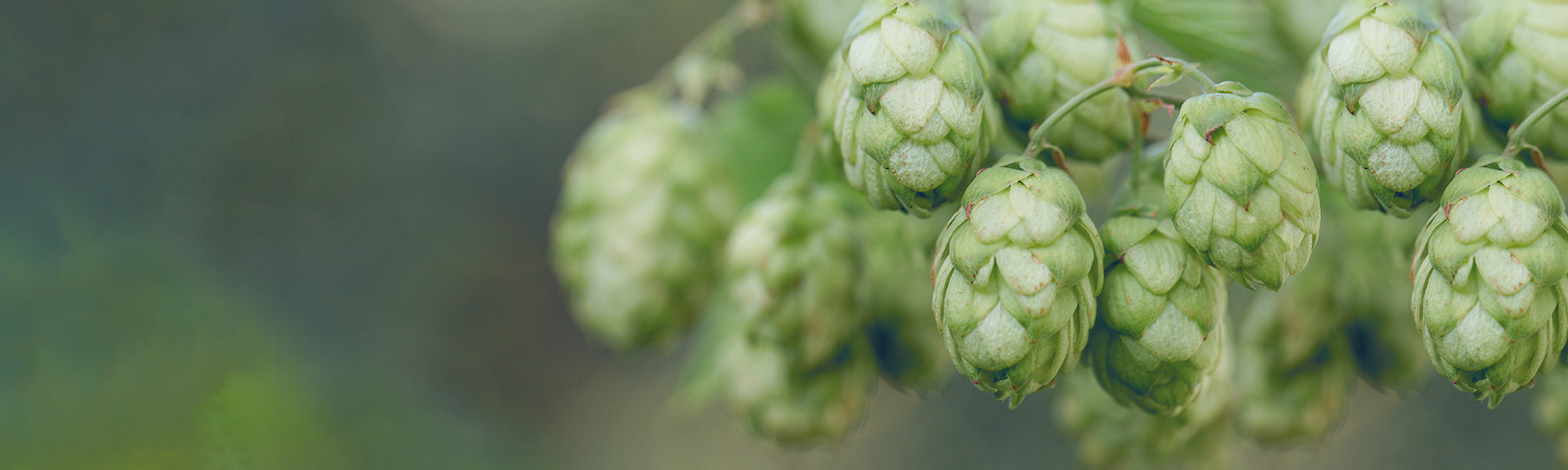 Hopfen