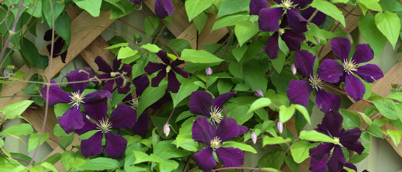 Floridische Waldrebe - Clematis florida