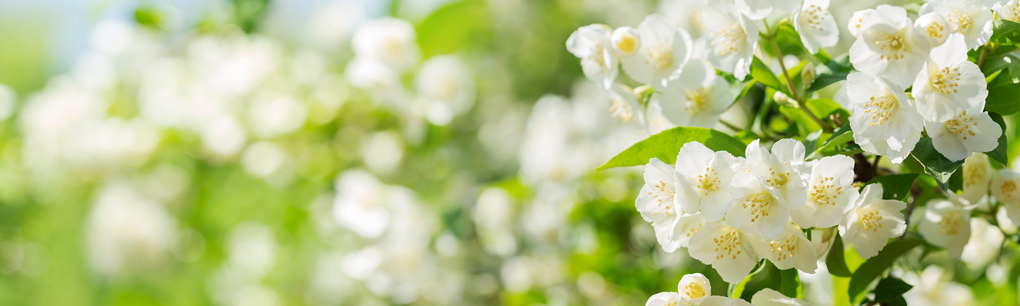 Großblütiger Jasmin - Jasminum grandiflorum