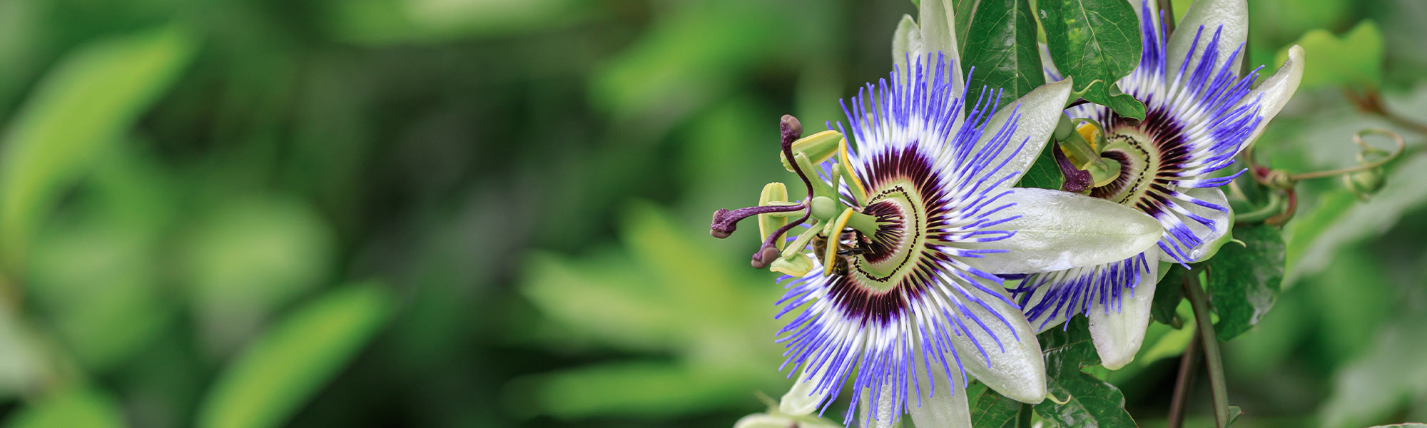 Süße Passionsfrucht - Passiflora ligularis