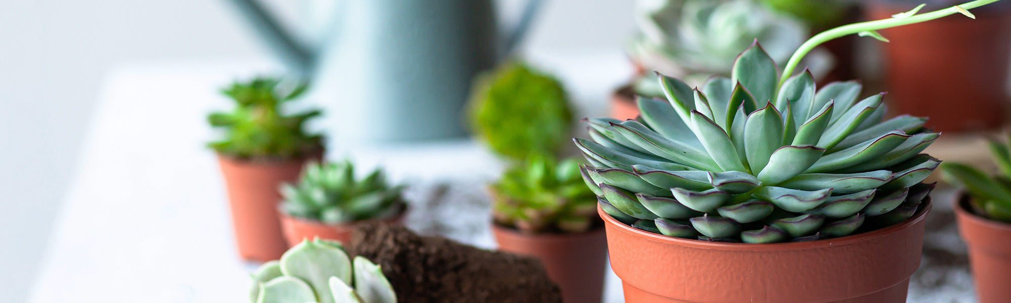 Echeveria