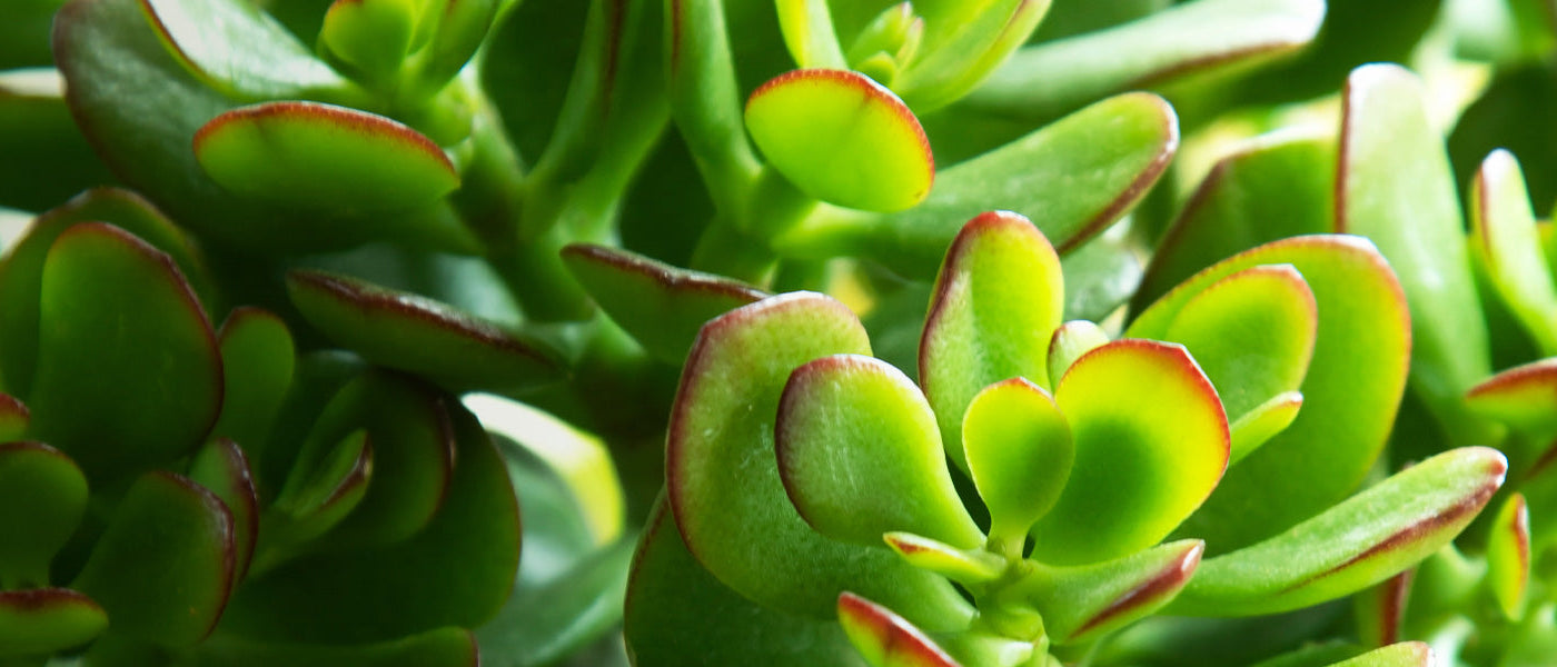 Vielhöhlige Dickblattpflanze - Crassula multicava