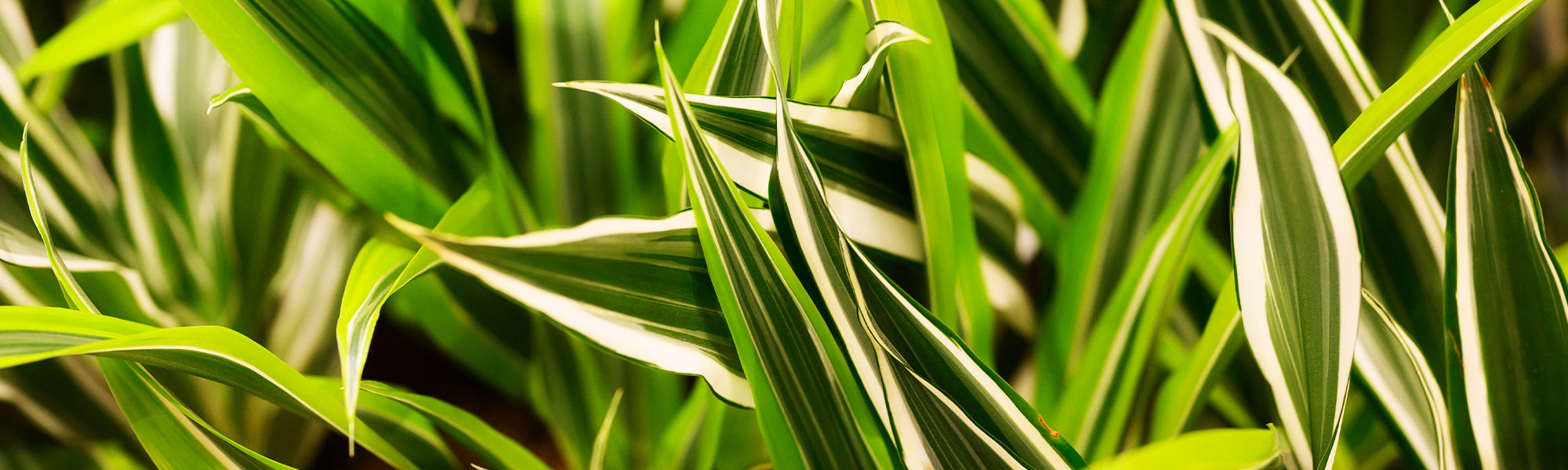 Gerandeter Drachenbaum - Dracaena marginata