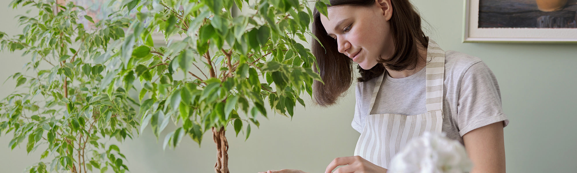 Echter Feigenbaum - Ficus carica
