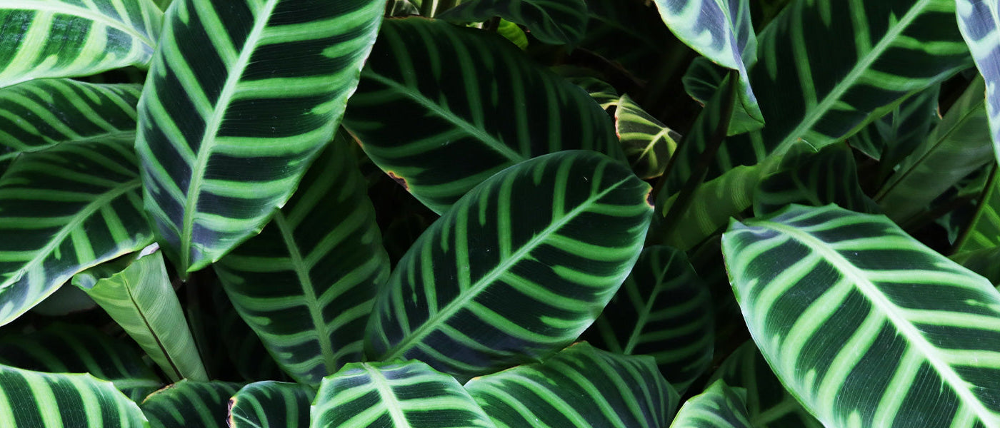 Lanzenblättrige Kalathee - Calathea lancifolia
