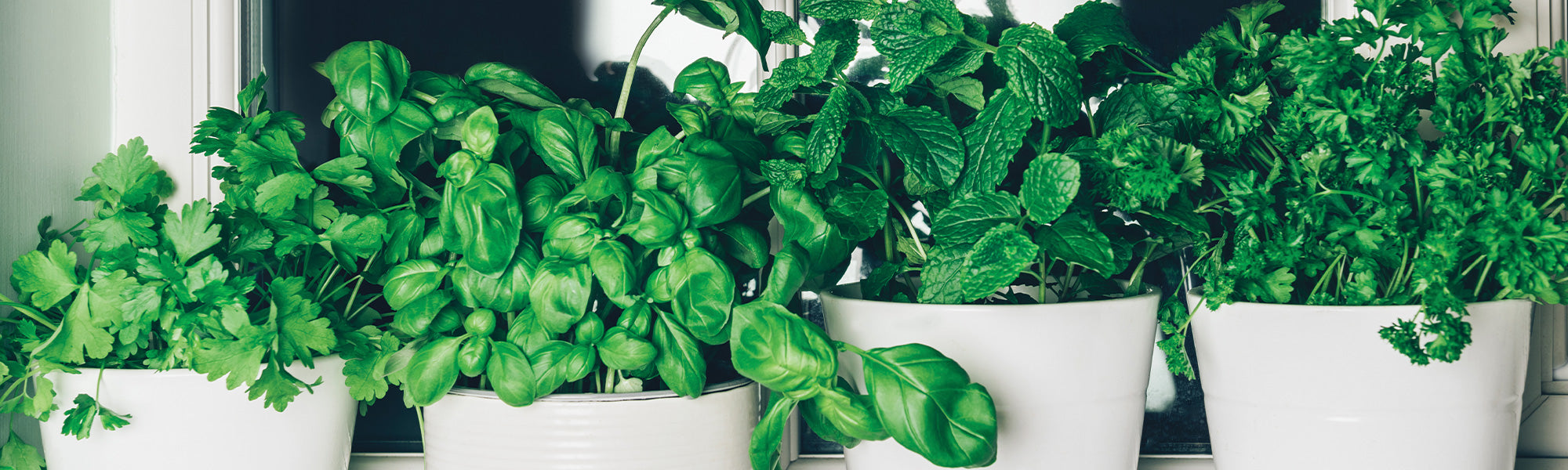 Aromatische Pflanzen