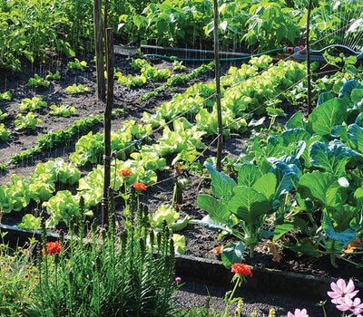 Der Gemüsegarten