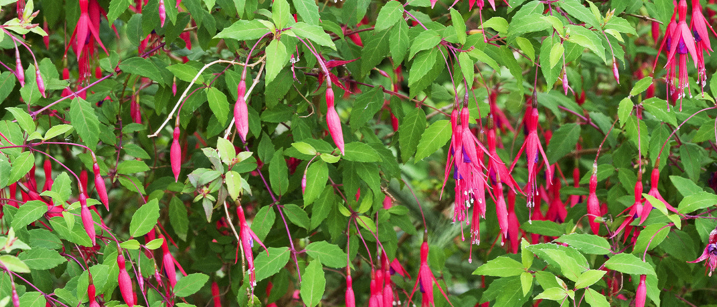 Rindenlose Fuchsie - Fuchsia excorticata