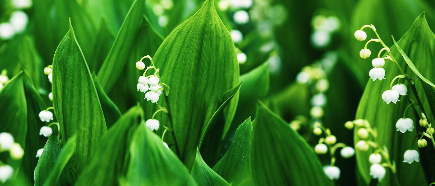 Berg-Maiglöckchen - Convallaria montana