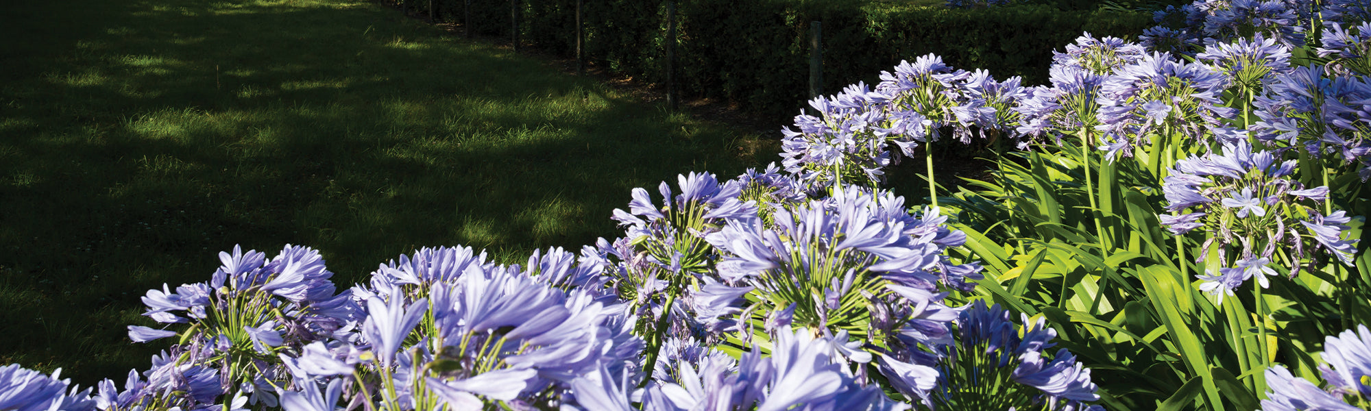 Kleine Schmucklilie - Agapanthus minor