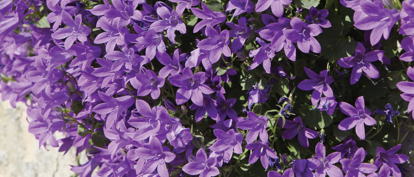 Breitblättrige Glockenblume - Campanula latifolia