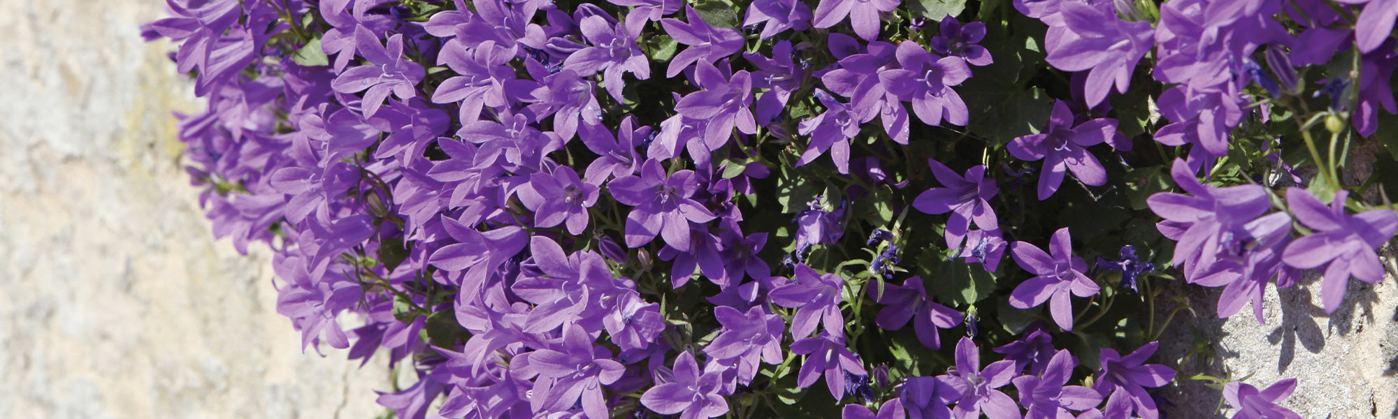 Breitblättrige Glockenblume - Campanula latifolia
