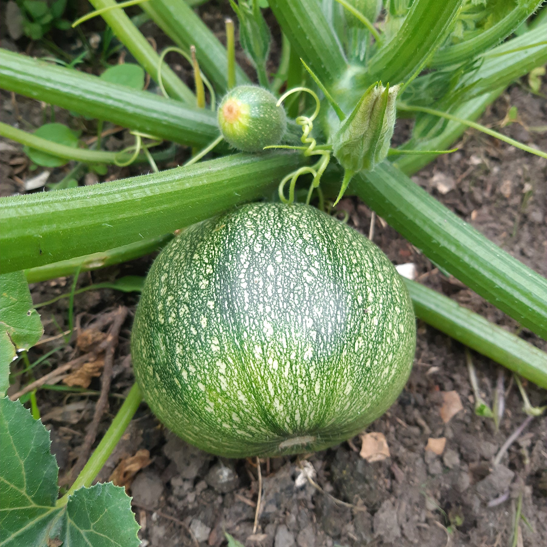 Runde Zucchini ‘De Nice’