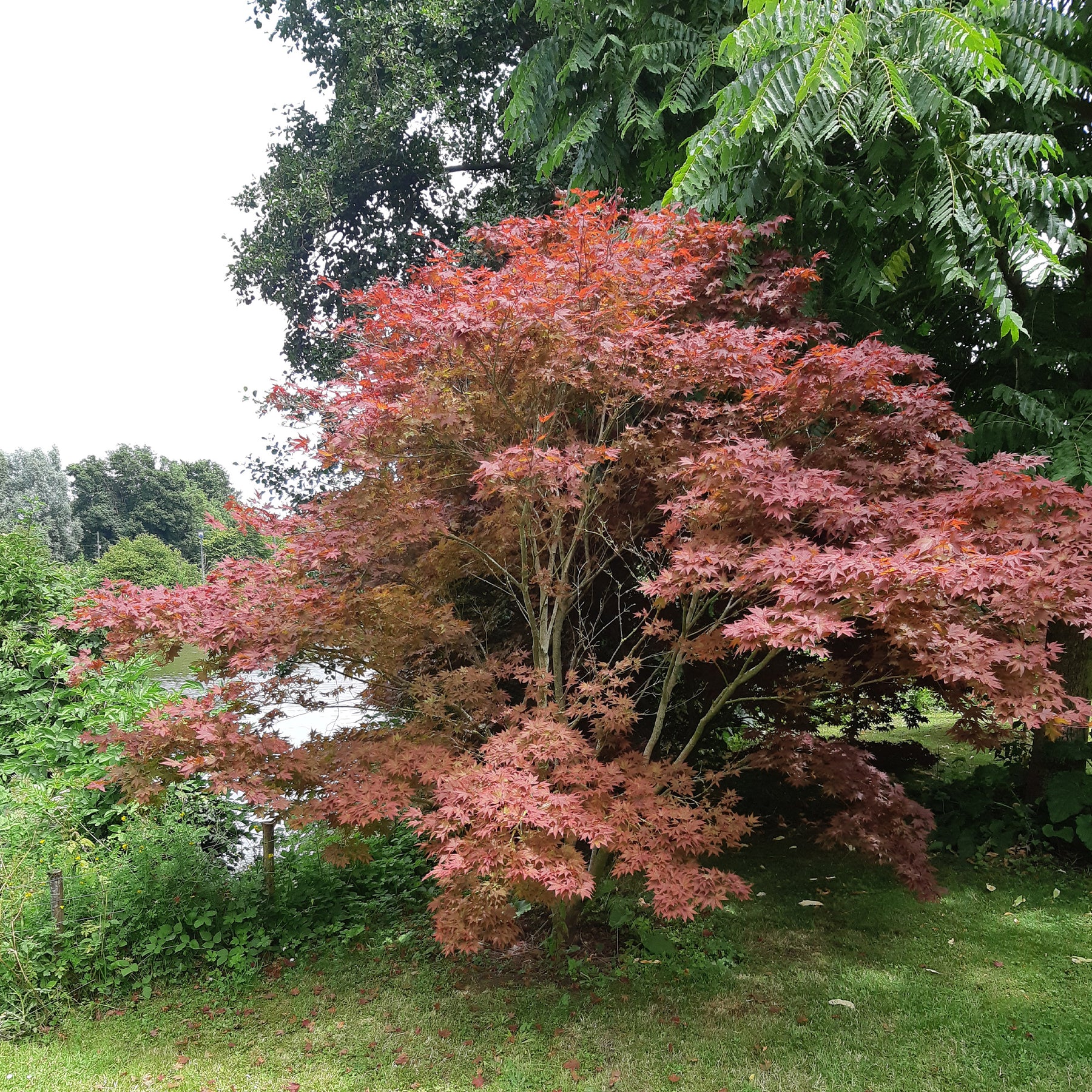 Japanischer Ahorn 'Atropurpureum' - Japanischer Ahorn - Willemse