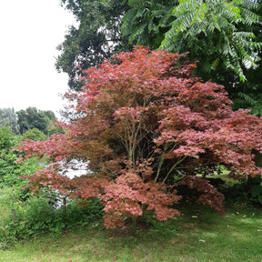 Japanischer Ahorn 'Atropurpureum' - Japanischer Ahorn - Willemse