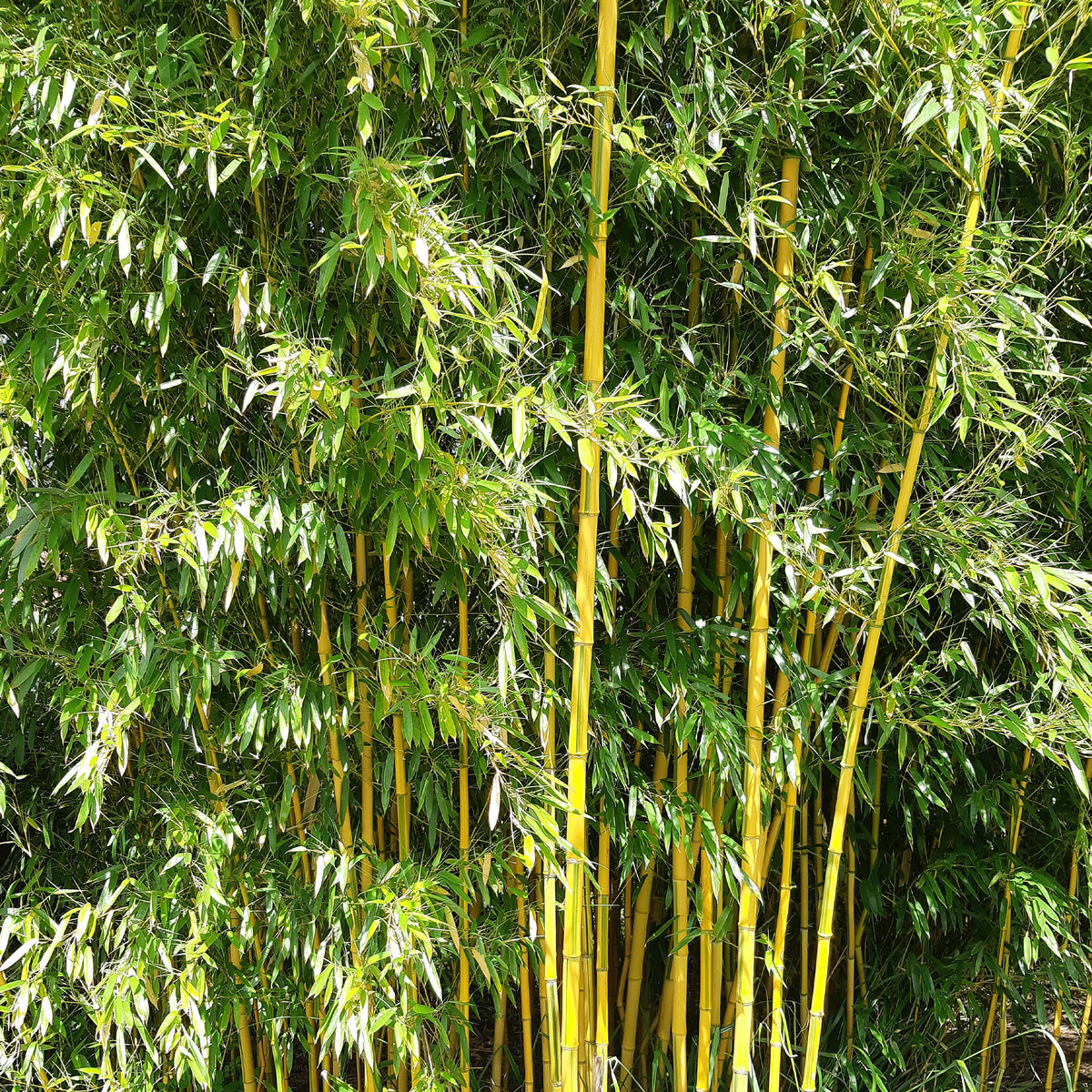 Bambus - Bambus ‘Aureosulcata Spectabilis’ - Phyllostachys aureosulcata spectabilis