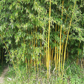 Bambus ‘Aureosulcata Spectabilis’ - Willemse