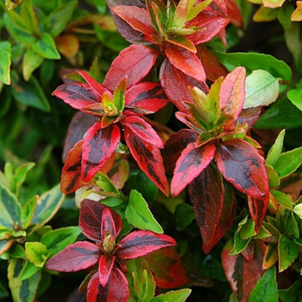 Abelie ‘Kaleidoscope’®