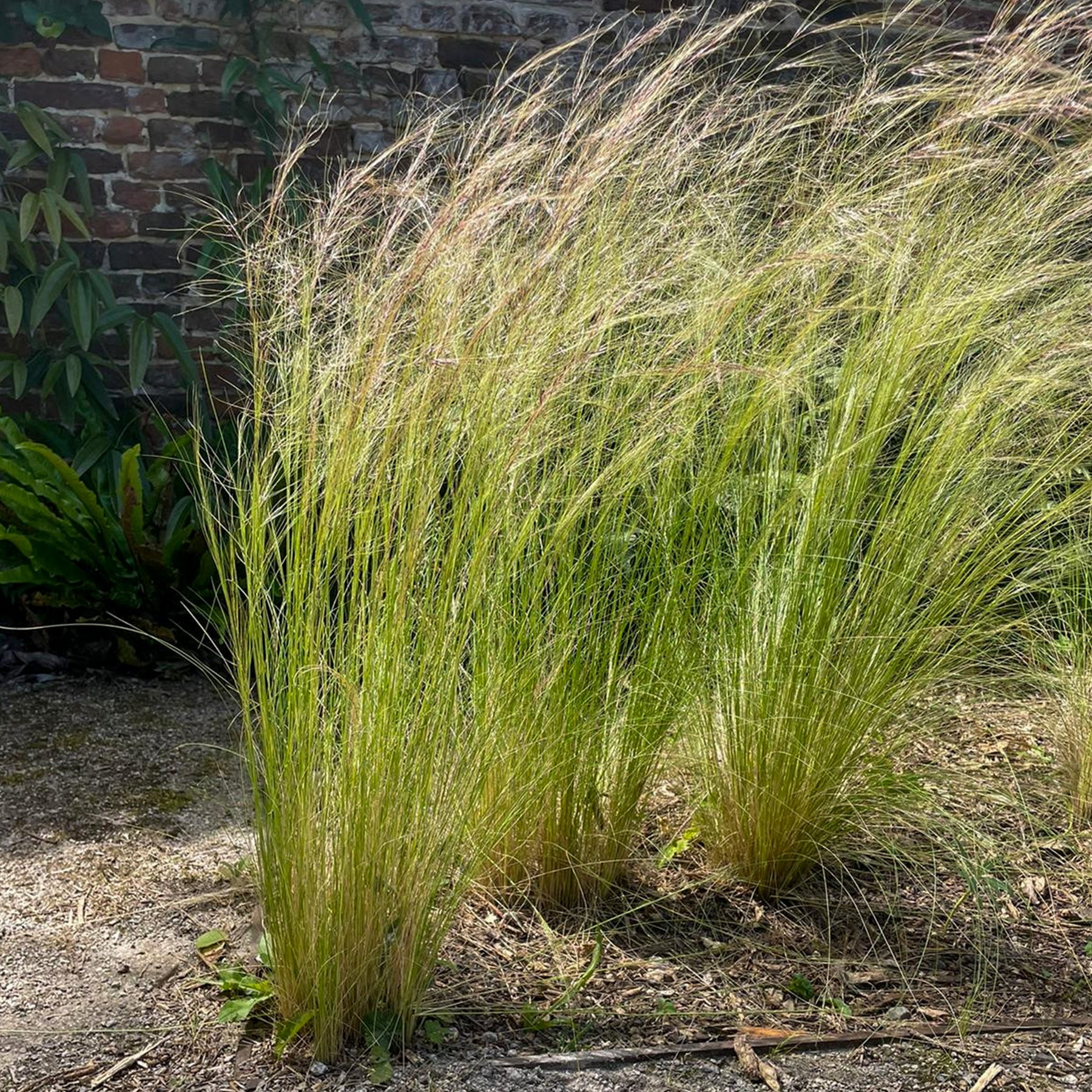 Federgras - Stipa tenuissima - Willemse