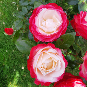 Edelrose 'Nostalgie' - Rosen mit großen Blüten - Willemse