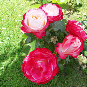 Edelrose 'Nostalgie' - Rosa Nostalgie ® - Willemse