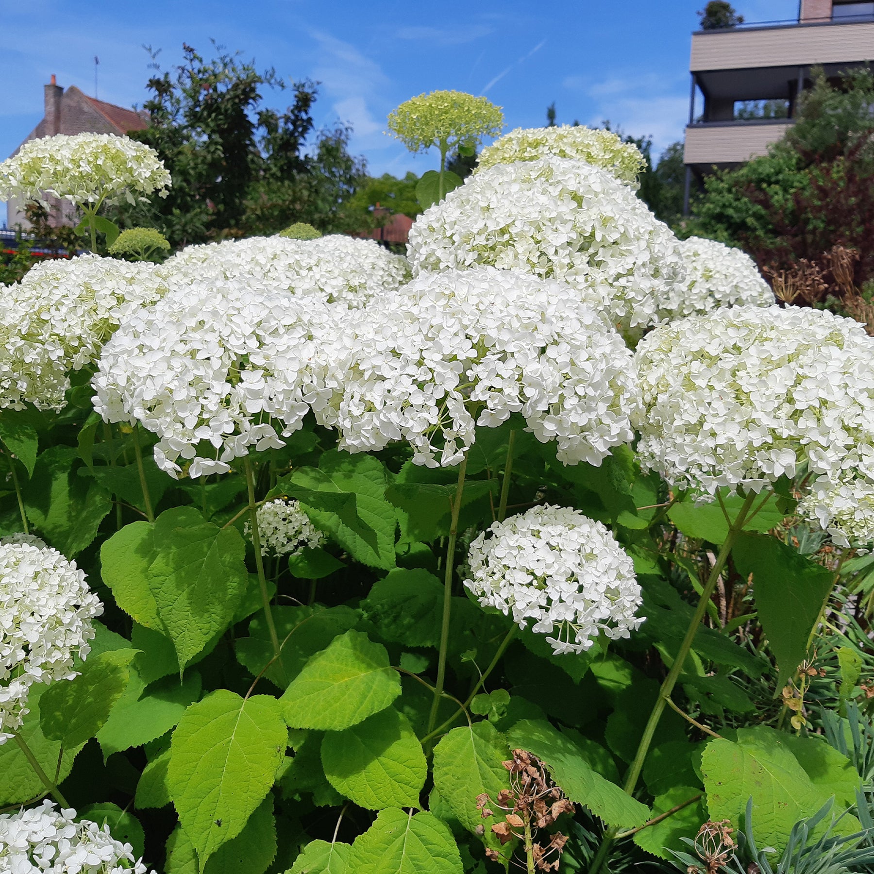 Hortensie 'Strong Annabelle' - Willemse