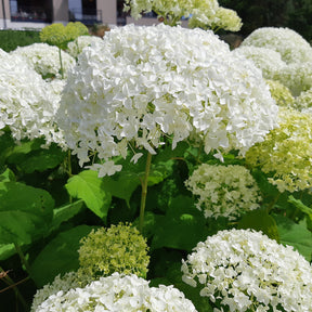 Hortensie 'Strong Annabelle' - Hydrangea arborescens 'strong annabelle' - Willemse