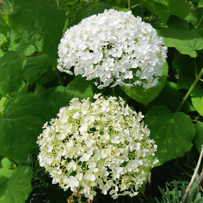 Hortensie 'Strong Annabelle' - Hortensien - Willemse
