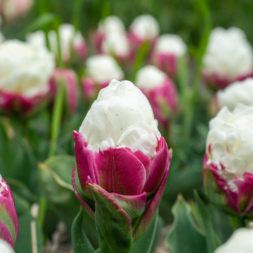Tulpe 'Ice Cream' gefüllt (x7) - Tulipa Ice Cream - Willemse