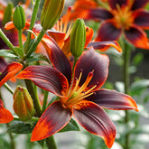 Asiatische Lilie Forever Susan (x5) - Lilium Forever Susan - Willemse