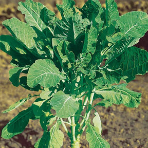 Futterkohl Proteor - Chou fourrager cavalier vert protéor - Willemse
