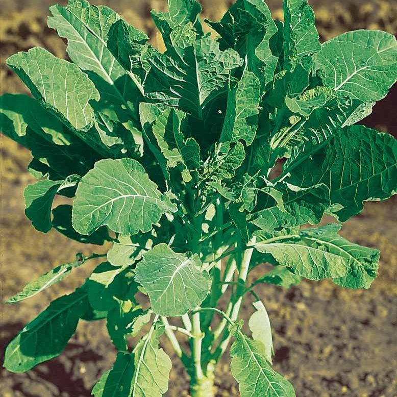 Futterkohl Proteor - Chou fourrager cavalier vert protéor - Willemse